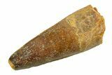 Fossil Spinosaurus Tooth - Real Dinosaur Tooth #351549-1